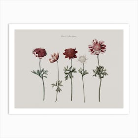 Floral Garden Wall Art Print Art Print