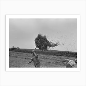 Untitled Photo, Possibly Related To Farmer Pitching Pea Vines Atop Truck, On Farm Near Sun Prairie, Wisconsin By Art Print