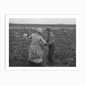 Untitled Photo, Possibly Related To Emptying Potatoes From Baskets Into Bags, Each Bag Takes Two Baskets An Art Print