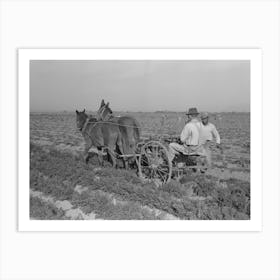 Loosening Carrots From Soil With Plow Before Pulling In Order To Prevent Breaking, Near Santa Maria, Texas By Art Print