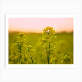 Sunflower Field At Sunset 1 Art Print