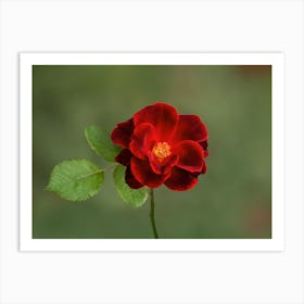 Red Rose in Full Bloom Art Print