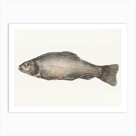 Fish 3, Jean Bernard Art Print