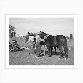 Harnessing Horses, Concho, Arizona By Russell Lee Art Print