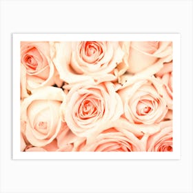 Pink Roses Poster