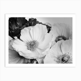 Poppy Flower Bw Art Print