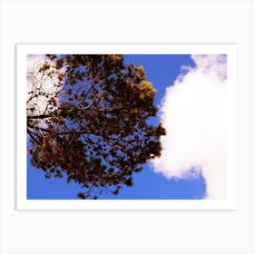 Bottom View Of A Red Tree With Clouds And Blue Sky In The Background Art Print