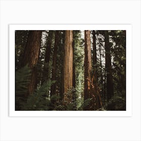 Redwood Trees Art Print