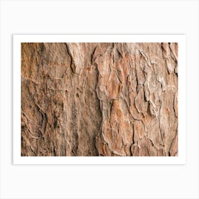 Tree Bark Art Print