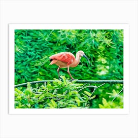 Scarlet Ibis in a Verdant Paradise. A vibrant scarlet ibis gracefully perched on a lush green branch, surrounded by a dense backdrop of vivid foliage. The scene captures the serene beauty of nature with rich colors and intricate details. Art Print