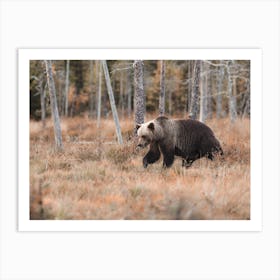 Grizzly Bear Autumn Art Print