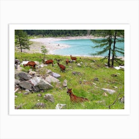 Herd Of Goats in the Mountains Art Print