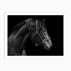 Black Horse Portrait Art Print