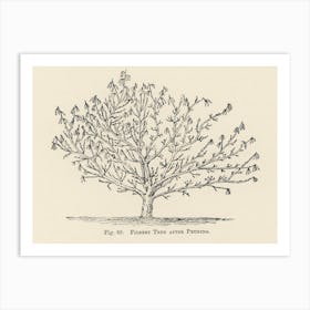 Vintage Illustration Of Tree, John Wright Art Print