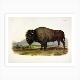  Buffalo, John James Audubon Art Print