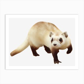 Ferret Art Print