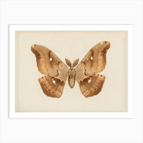 Polyphemus Moth Art Print