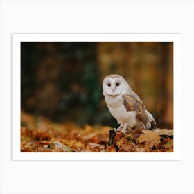 Autumn Barn Owl Art Print