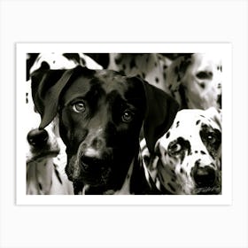 Dalmatian Mix - Curious Dog Art Print