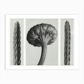 Heather And Chrysanthemum Leucanthemum (1928), Karl Blossfeldt Art Print