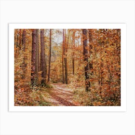 Fall Color Forest Art Print