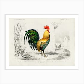 Cock, Charles Dessalines D'Orbigny Art Print