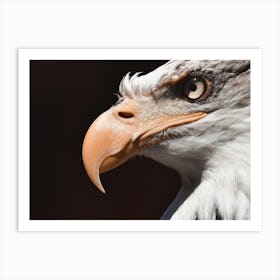 Bald Eagle Beak Art Print