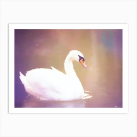 Swan In Water Art Print