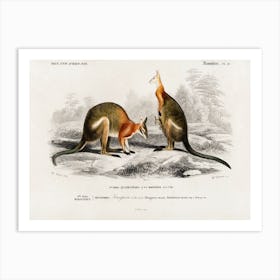 Macropus, Charles Dessalines D'Orbigny Art Print