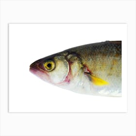 Fish On A White Background Art Print