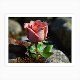 Pink Rose Art Print