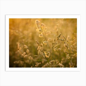 Yellow Grain // Nature Photography Art Print