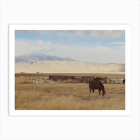 Horses Grazing In The Desert Art Print