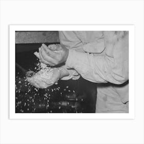 Examining Rice To Determine Progress Of Milling Operation, Crowley, Louisiana, State Rice Mill By Russell Lee Art Print