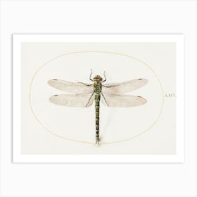 Dragonfly (1575–1580), Joris Hoefnagel Art Print