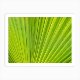 Close-up of a green palm leaf Art Print