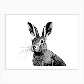 Black & White Hare Portrait Art Print