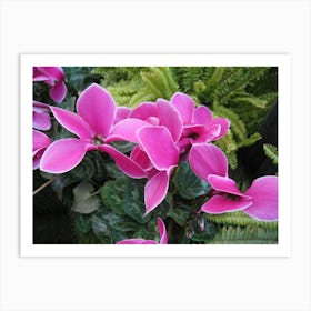 Pink Cyclamen Art Print