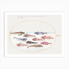 Gurnards, Dragonets And Other Fish (1575–1580), Joris Hoefnagel Art Print