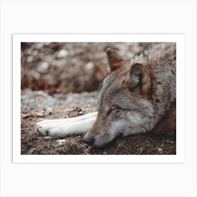 Sleeping Wolf Art Print