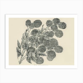 Vintage Illustration Of Bramble, John Wright Art Print