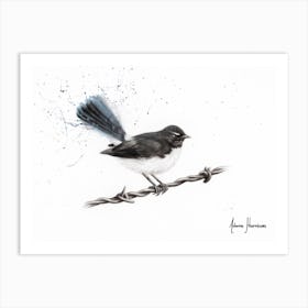 Centenary Willy Wagtail Art Print