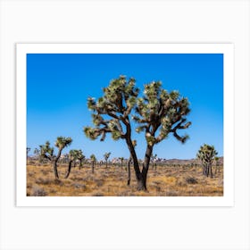 Joshua Trees In The Mojave Desert Art Print