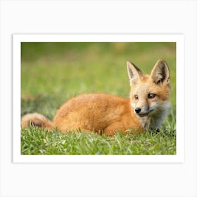 Laying Fox Art Print