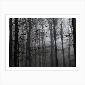 Foggy Forest 3 Art Print