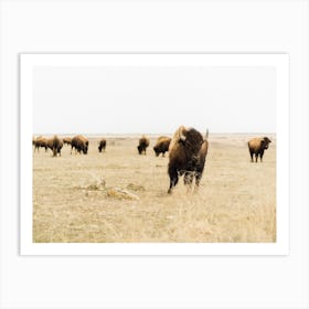 Open Plains Bison Herd Art Print