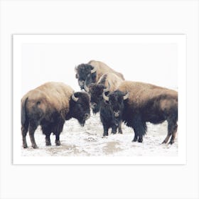 Winter Bison Herd Art Print