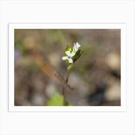 Tiny White Wildflower Macro Art Print