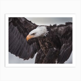 Bald Eagle Stance Art Print