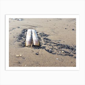 Shells On The Beach 1 Art Print